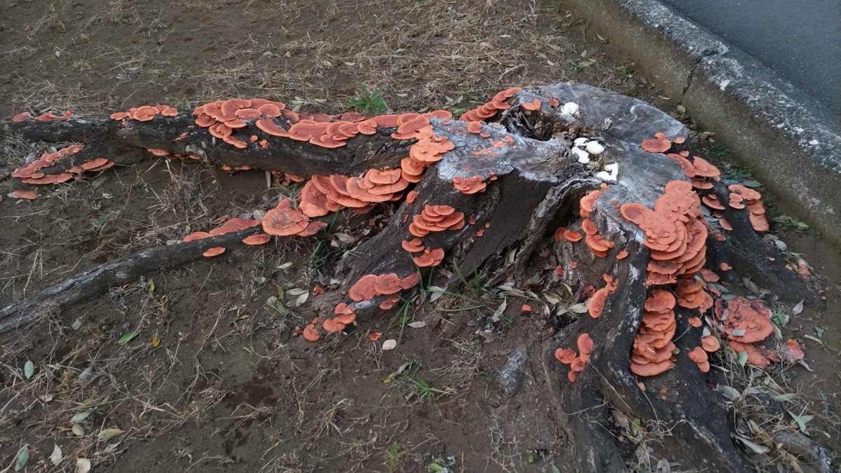 KandaMori's tweet image. 神田森莉ハムブログ: 『ウォーキングとバラライカ』代田橋、沖縄タウン、方南町、神田川、環状七号線、大原、桜上水 blog.kandamori.net/2026/03/blog-p…

"Walking and Balalaika" Daitabashi, Okinawa Town, Honancho, Kanda River, Route 7, Ohara, Sakurajosui

#soundscapes #ambient #originalmusic