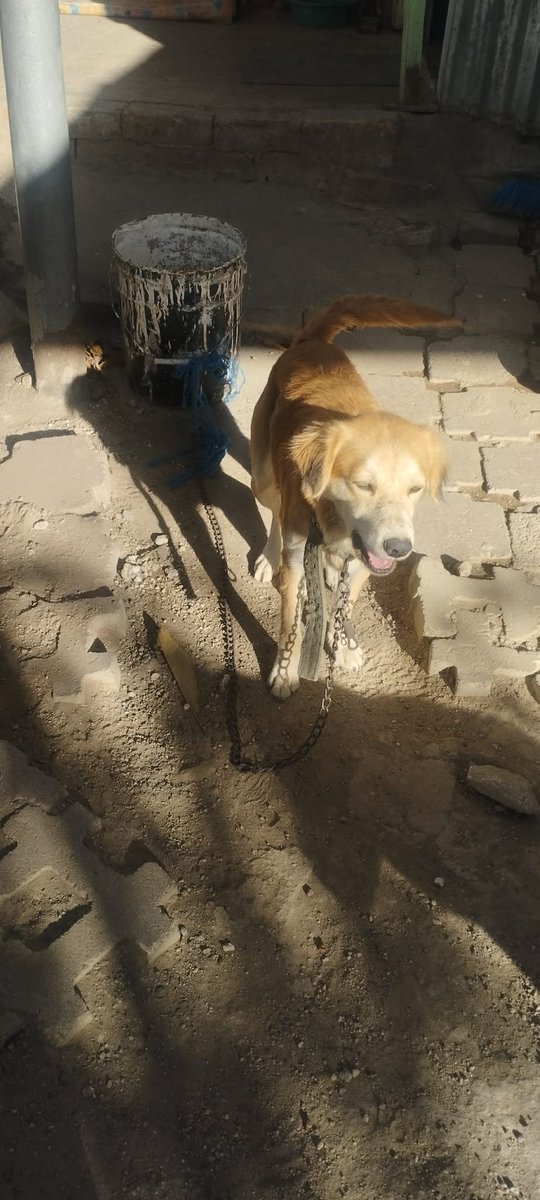 SERVICIO SOCIAL✅️
#adopta 🐾 ❤️

𝑝𝑜𝑟𝑓𝑎𝑣𝑜𝑟 𝑛𝑒𝑐𝑒𝑠𝑖𝑡𝑜 𝑏𝑢𝑠𝑐𝑎𝑟 𝑢𝑛 ℎ𝑜𝑔𝑎𝑟 𝑝𝑎𝑟𝑎 𝑒𝑠𝑡𝑎𝑠 𝑝𝑒𝑟𝑟𝑖𝑡𝑎𝑠, 𝑠𝑜𝑛 𝑚𝑎𝑑𝑟𝑒 𝑒 ℎ𝑖𝑗𝑎𝑠 𝑛𝑜 𝑝𝑢𝑒𝑑𝑜 𝑡𝑒𝑛𝑒𝑟𝑙𝑎𝑠 𝑚𝑎𝑠 𝑡𝑖𝑒𝑚𝑝𝑜 𝑙𝑎𝑠 𝑣𝑖𝑛𝑖𝑒𝑟𝑜𝑛 𝑎𝑏𝑎𝑛𝑑𝑜𝑛𝑎𝑟 𝑦 𝑛𝑜 ℎ𝑒
