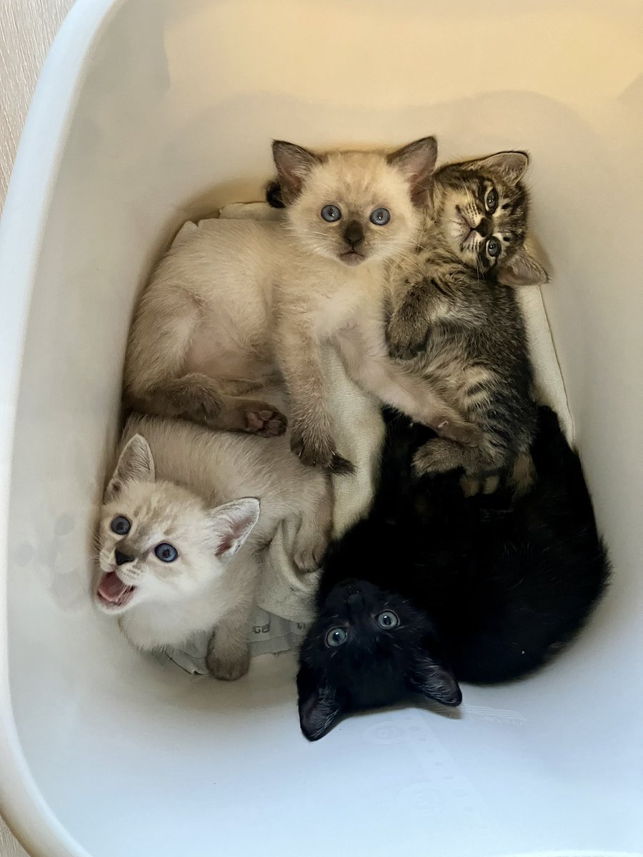 東京キャットガーディアン山本葉子 (@rain2255) / Posts / X