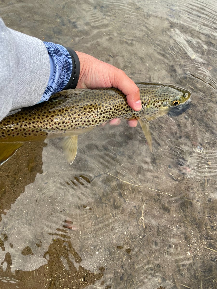 Not Only Trout tweet media