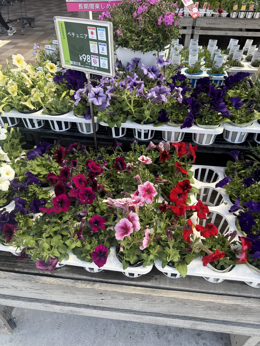 カーメン君@園芸超人 tweet media