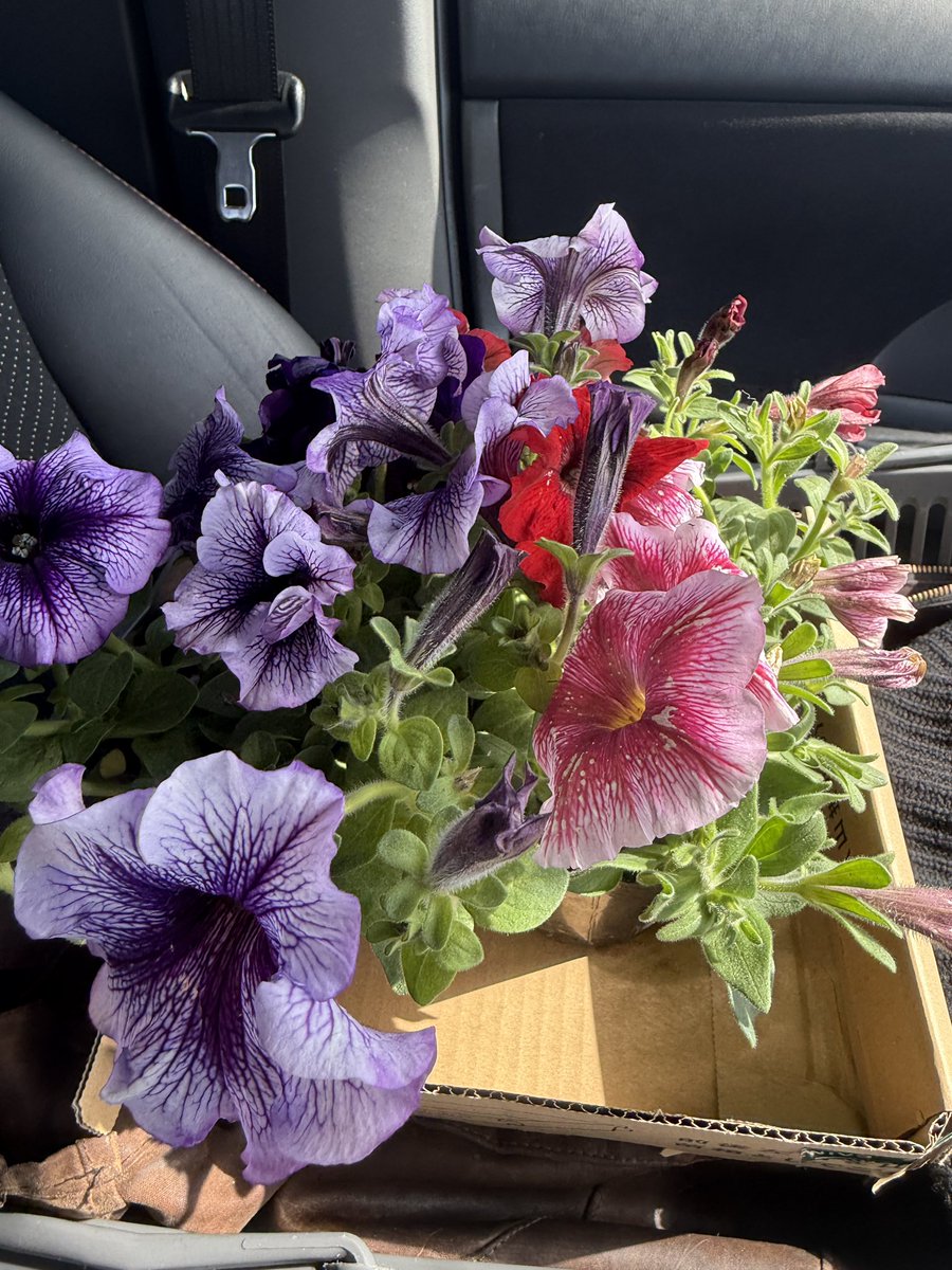 カーメン君@園芸超人 tweet media