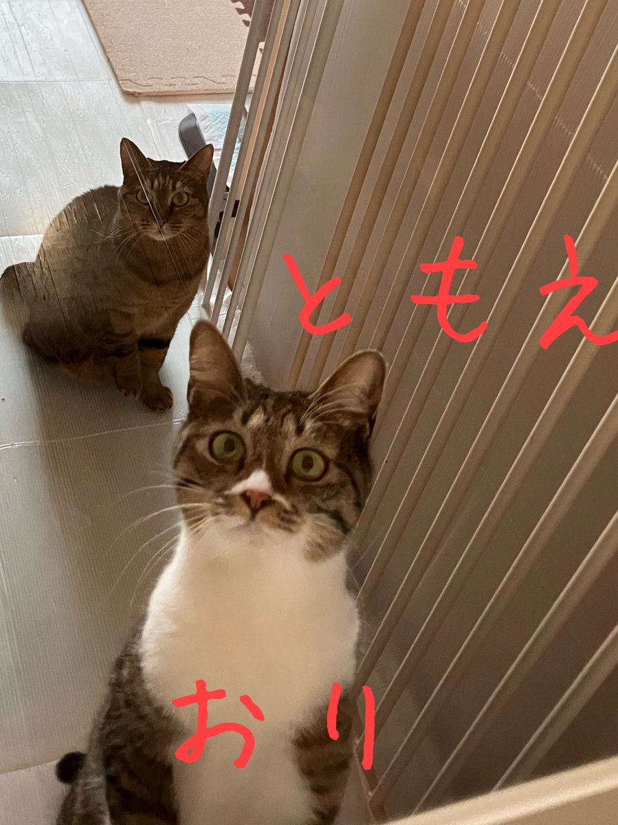 非営利型 一般社団法人 ねこたまご (@nekotamago_) / Posts / X