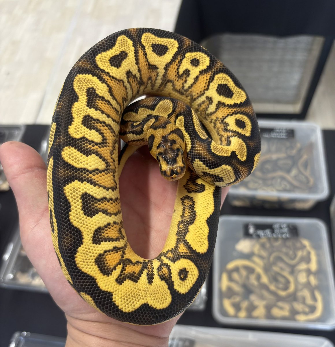 ボールパイソン専門店　球蛇屋 tweet media