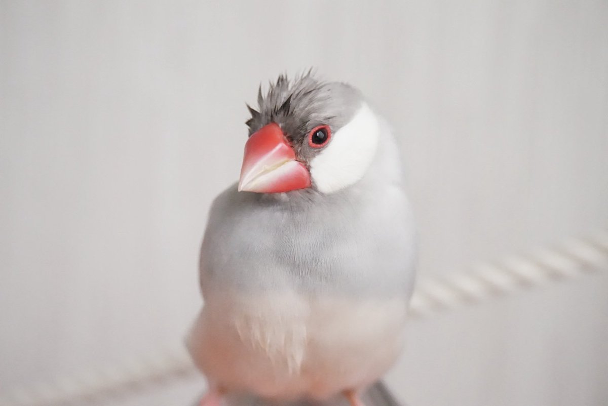 つんつくつん
