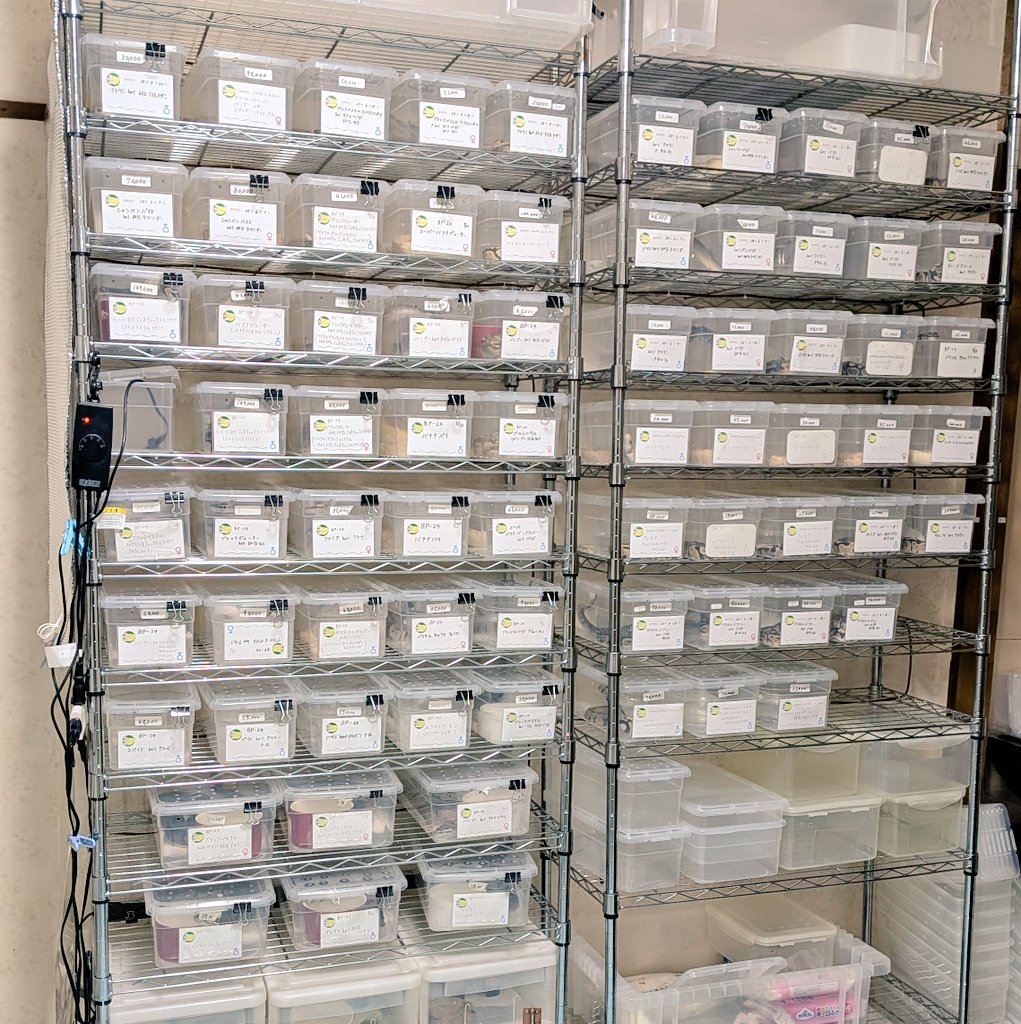 バナナ@バナナの家 tweet media