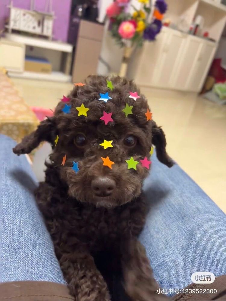 💖 (@twaniimals) on Twitter photo 