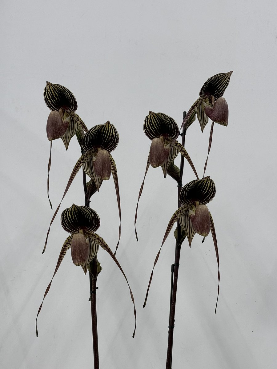 Venera Kate ❋ SF tweet media