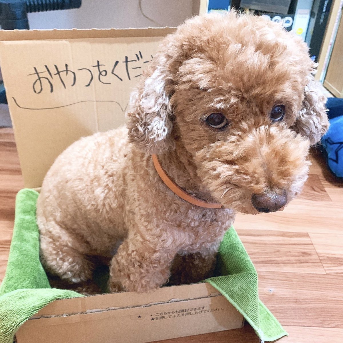 みやうち沙矢▶︎DOG SIGNAL tweet media