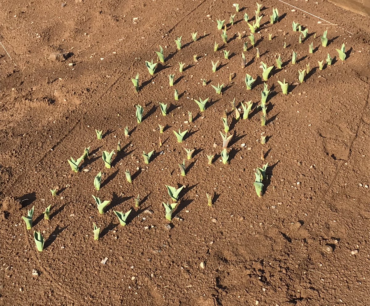 ふぁいなる・らっく tweet media