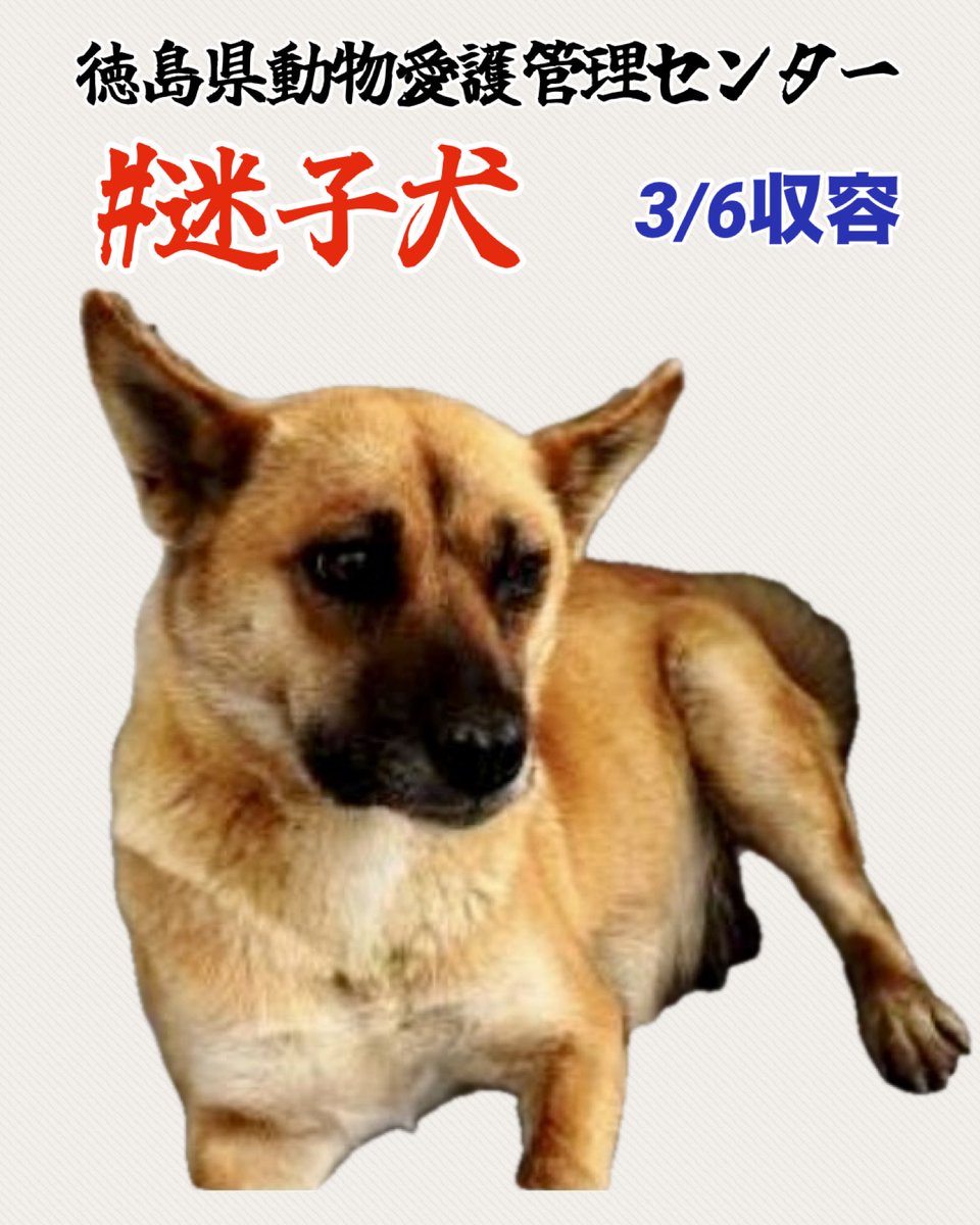 🇯🇵GOLL tweet media