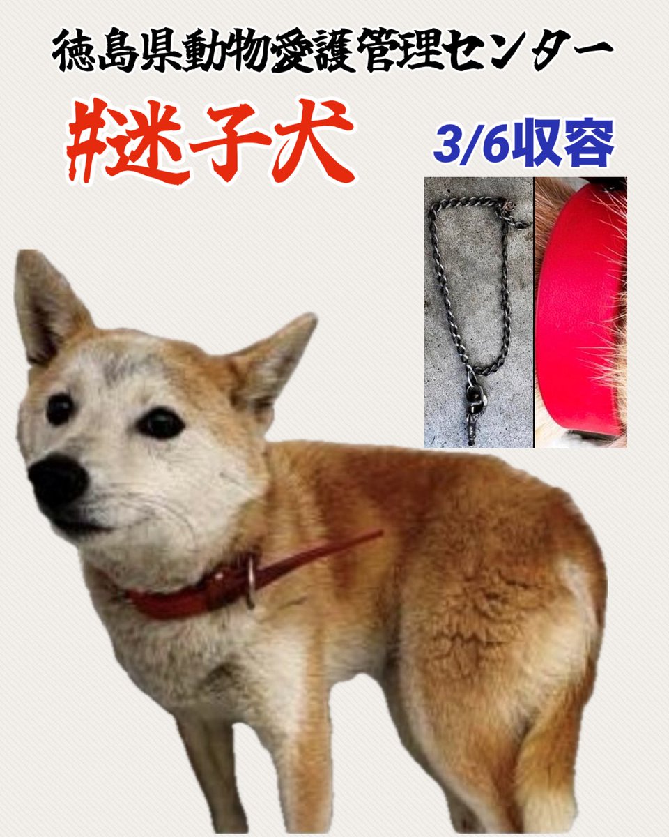 🇯🇵GOLL tweet media