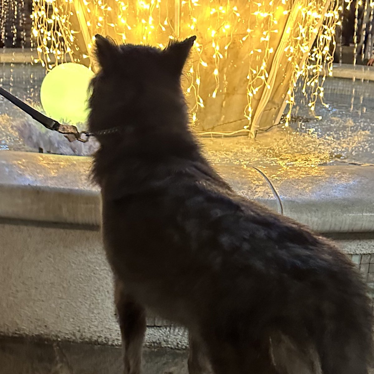 ローズウルフ🌹🐺ウルフドッグ犬舎 tweet media