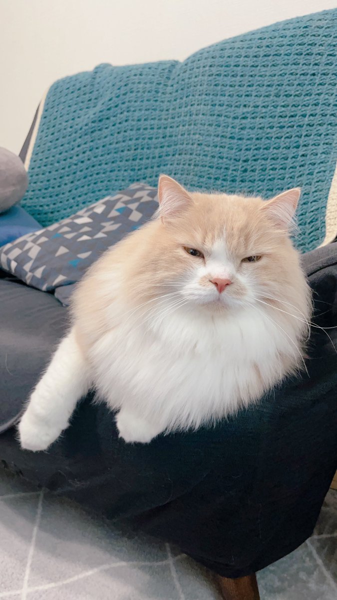 mog (@mogmogmog312) / Posts / X