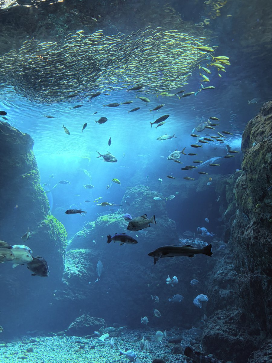 まふぃん tweet media