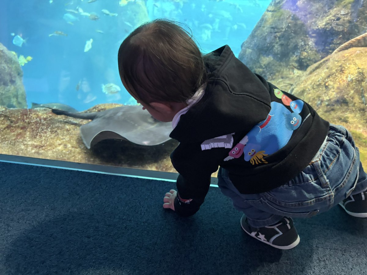 まふぃん tweet media