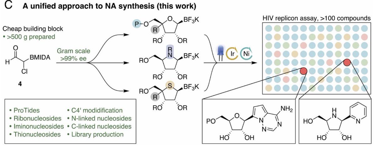 L.-C. Campeau Ph.D. tweet media
