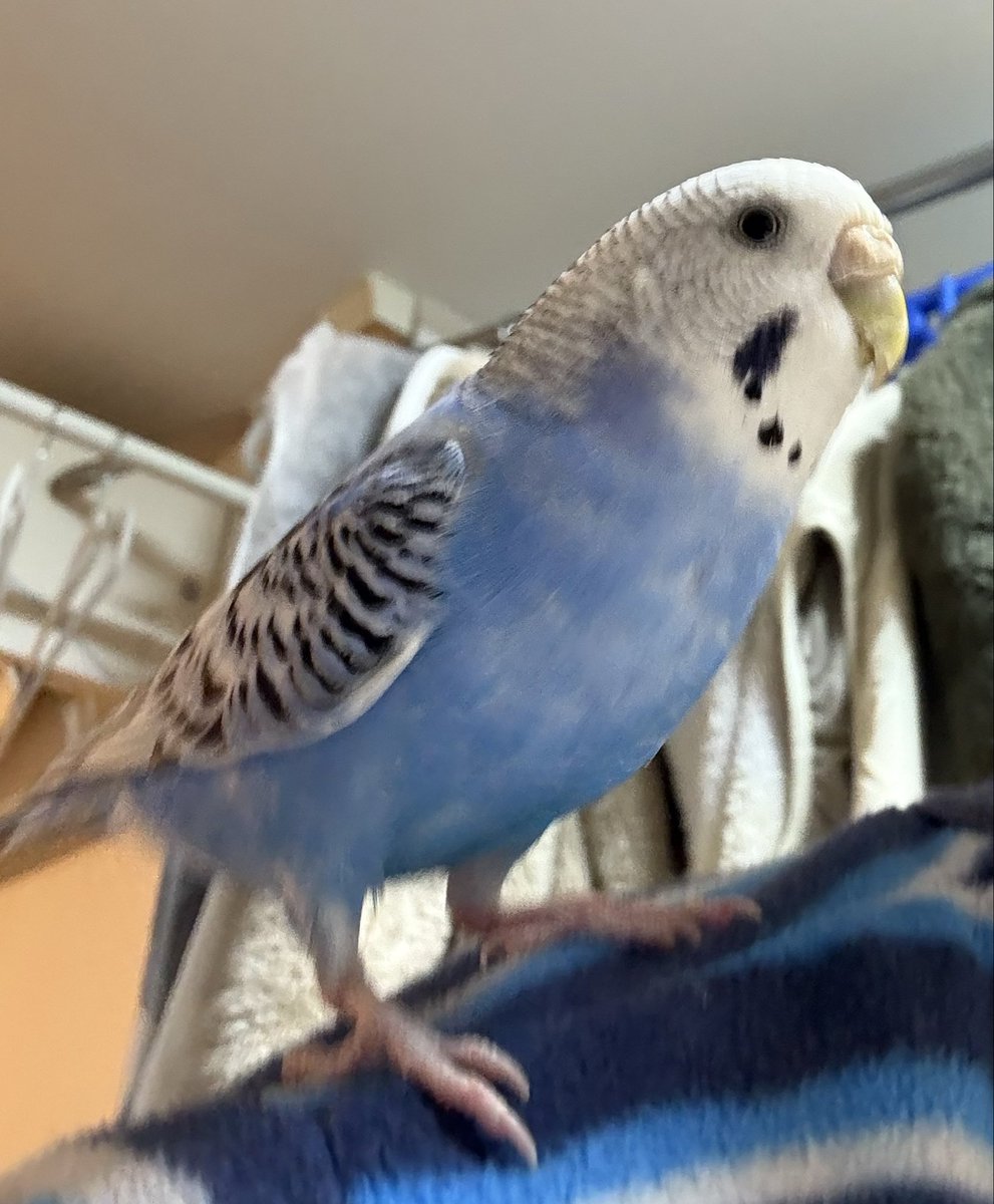 yokook5's tweet photo. 名前:パール
迷子日:25/8/19
場所:埼玉県さいたま市桜区
特徴:頭部=白　体=青　羽＝黒波紋
鼻:ベージュで多分メス
嘴の左側が少し欠けている様な見た目
拡散していただき、ありがとうございます🙇‍♀️
#埼玉　#迷子鳥　#保護　#インコ　#青白　#拡散希望 https://t.co/ptSxhuZh3d