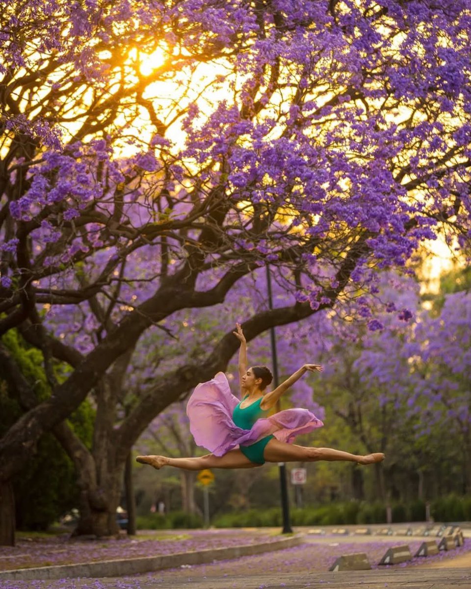 NinfaSalinas's tweet photo. Ya empezó mi época favorita del año!  Es epoca de jacarandas!

Es momento de mirar hacia afuera cuando vamos por la calle y voltear a ver estos árboles que te roban el aliento por toda la Ciudad de México.

Así como yo lo disfruto tanto, espero ustedes también y cada día más gente sea consciente de esta maravilla que sucede aquí. 

Por eso les propongo un concurso de fotos para que más gente se interese y lo aprecie en cada esquina:

Dos categorías
1 La jacaranda más bonita de México
2 La mejor fotografía de una jacaranda (artística o lo que se les ocurra

Vamos a hacer un concurso grande. 

Les gusta la idea?

Los leo

@RicardoBSalinas 
@JorgeNikaidoB