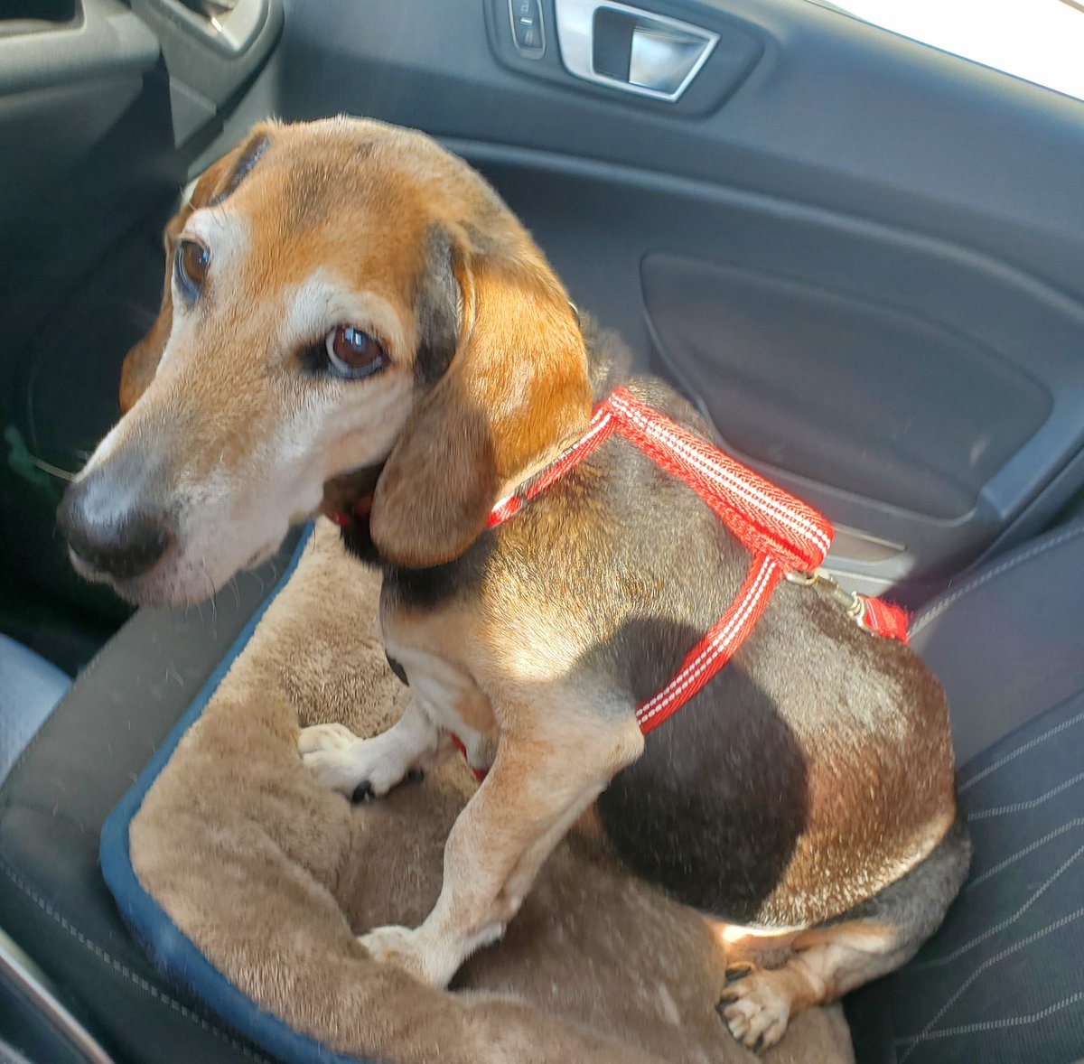 Lucent Beam tweet media