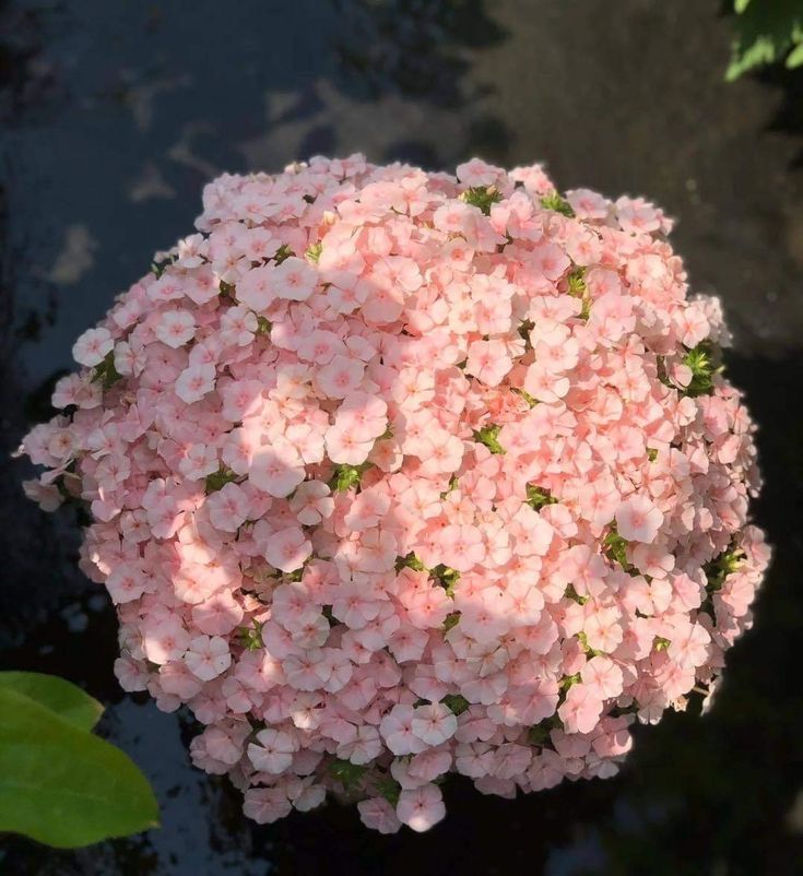 🌿🌼🧺 tweet media