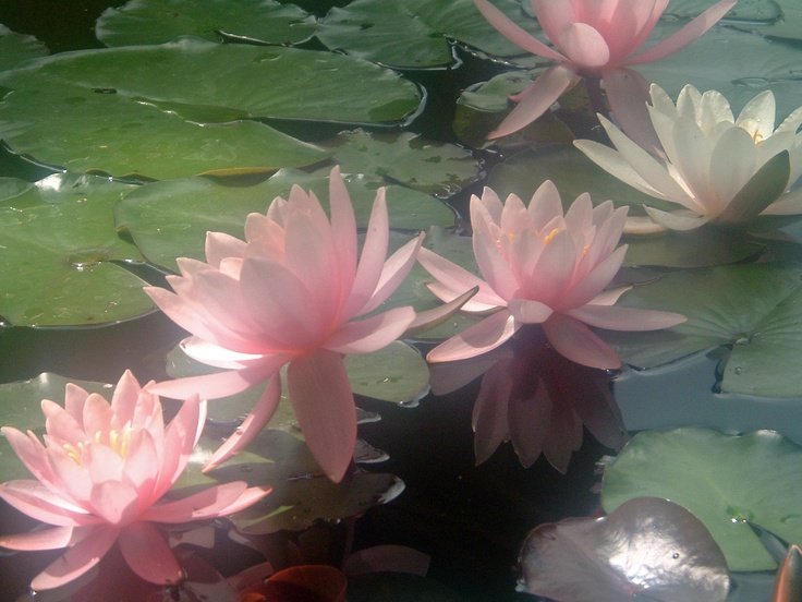 𓍊˖ ࣪⊹ tweet media