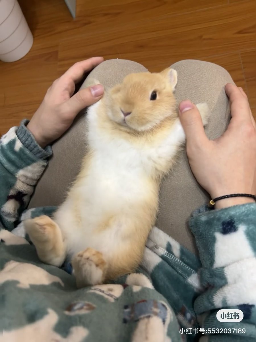 Why you should have a rabbit tweet media