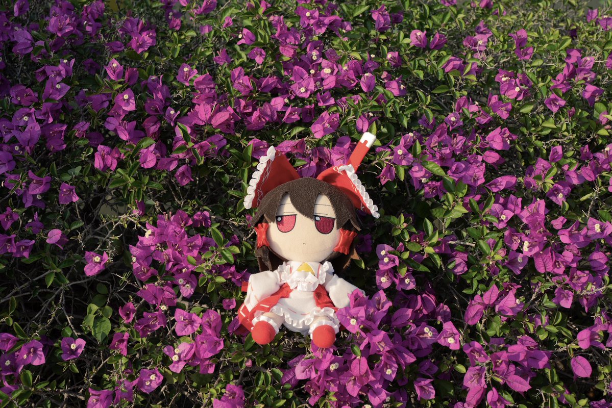 Akira-fumoharvester tweet media