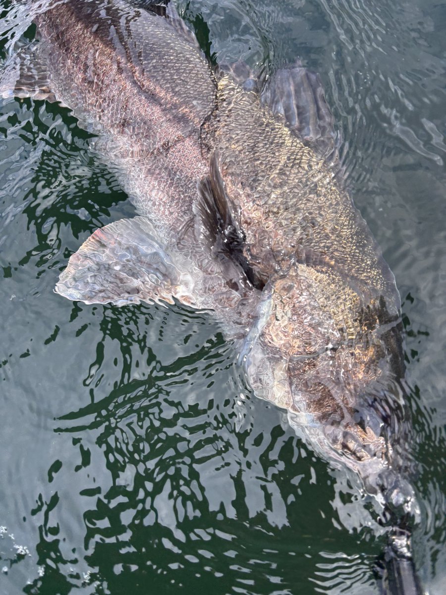 hiro 𓆝 tweet media