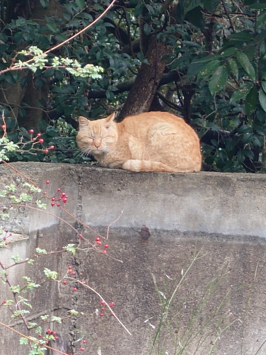 シオえもん@㌧鯖🐝 tweet media