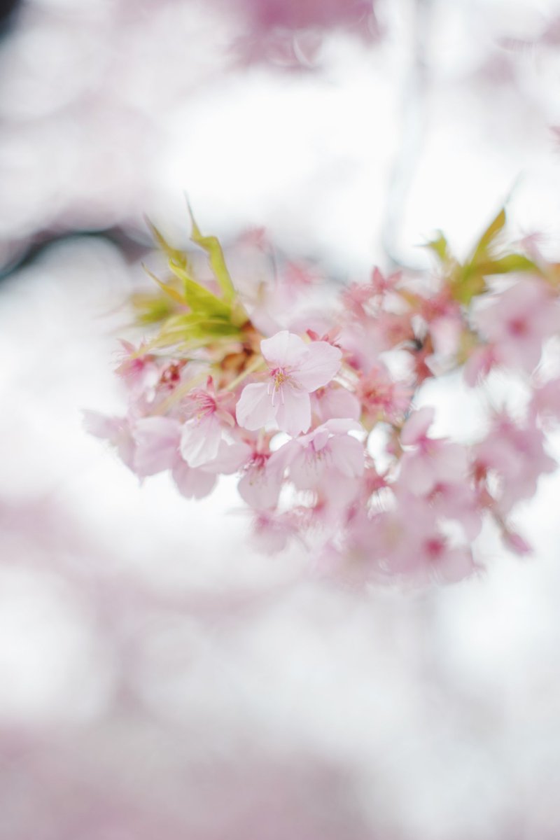 chinatsu ozawa ꪔ̤ tweet media