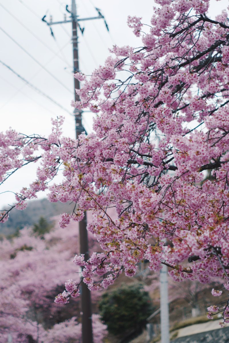 chinatsu ozawa ꪔ̤ tweet media