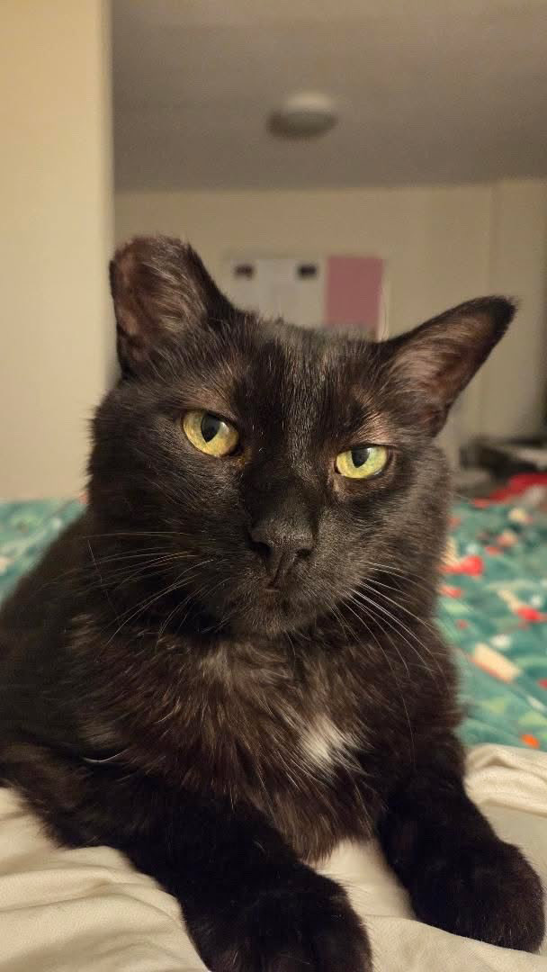 SAFEteamrescue's tweet image. And finally our Senior Sweetheart Black Beauty Erie has been adopted! 3 Black Beauties in one night!  We are so grateful to Erie’s forever family for opening their heart to this 12 year young gem and we wish them a life together filled with so much love!   #adopted #yeg #safeteam