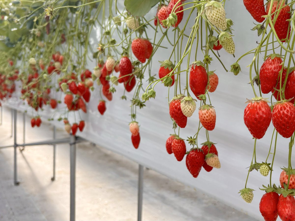 ぽ ぴ 。 tweet media