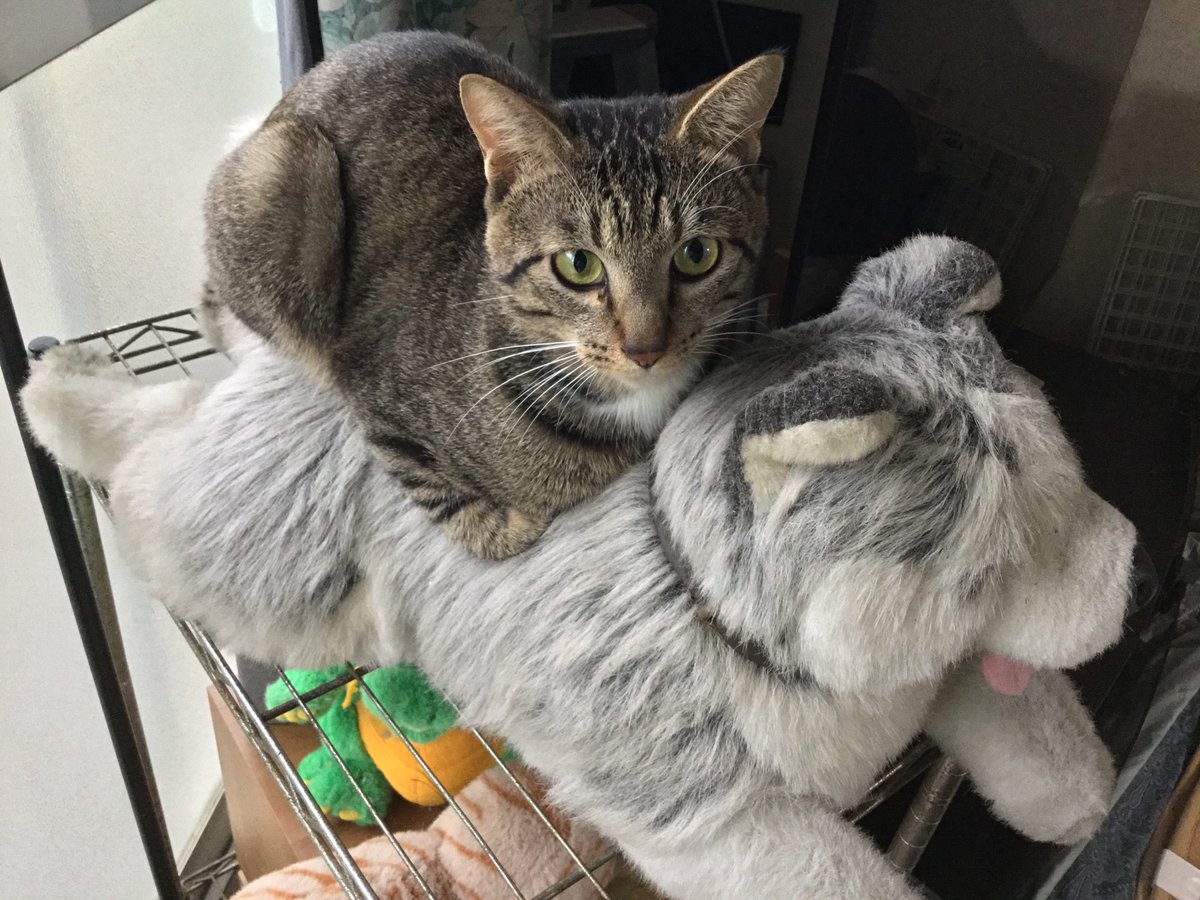 Alyusha＊猫の雪宿＊🌲🐈🍃 tweet media