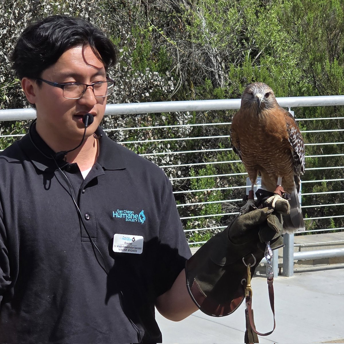 KariLikeSafari's tweet photo. Went to a neat free event today sponsored by @SanDiegoRiver w/ speaker from @SDHumane #ProjectWildlife. We learned about local raptors, like this one... his name is Popeye and he's a one-eyed 22-year-old red-shouldered hawk weighing in at close to 1.5 pounds. 🤩 https://t.co/UZkP7VzfKp