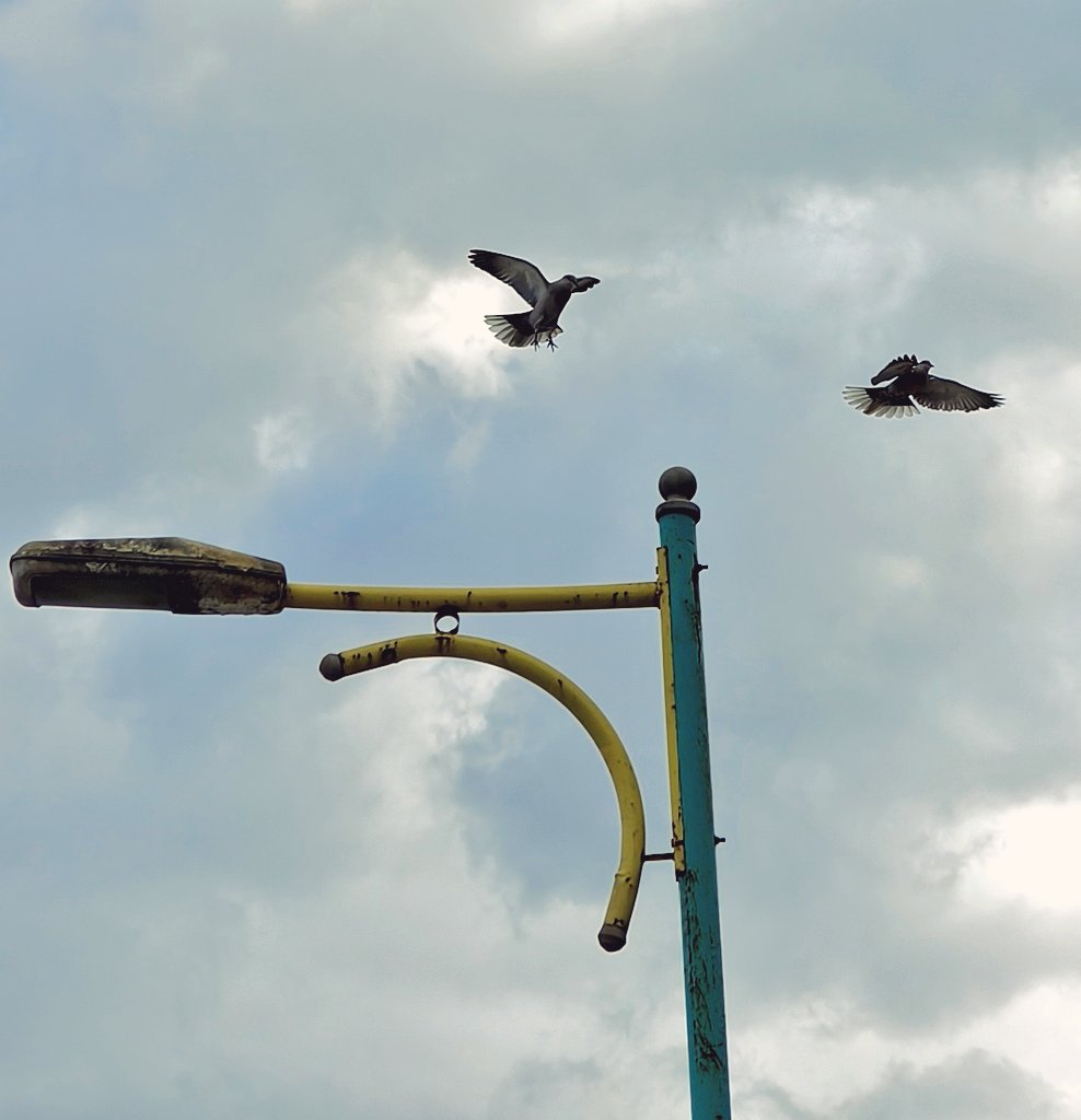 MROUA5's tweet photo. Some arrive, some wait 🐦

#Birds #Photography https://t.co/od9t3g23Xj