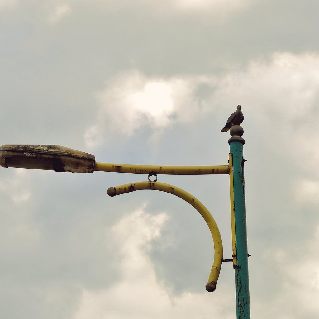 MROUA5's tweet photo. Some arrive, some wait 🐦

#Birds #Photography https://t.co/od9t3g23Xj