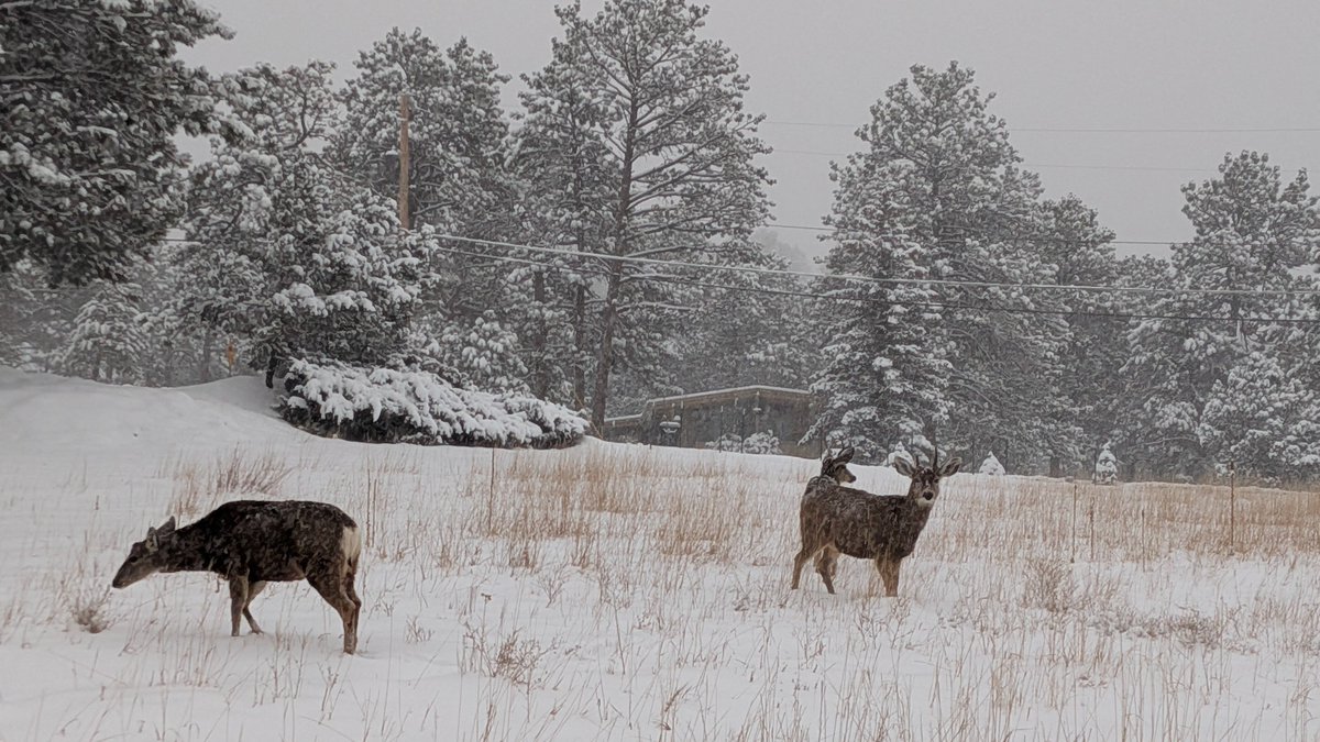 Three mule deer and 7.6" of snowfall in Evergreen this evening. #cowx