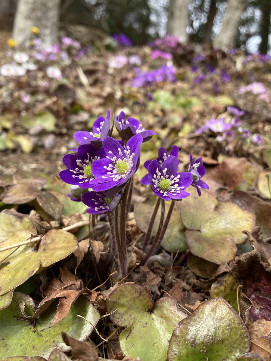 六甲高山植物園 tweet media