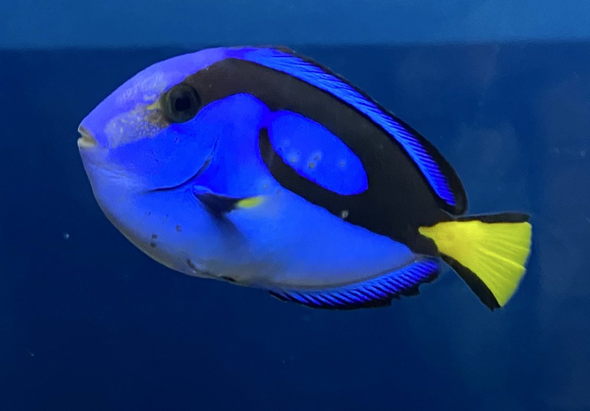 Alto -アルトch- tweet media