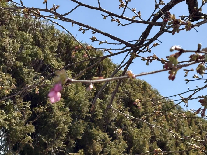 おはようございます よく晴れてますが風が強くて洗濯物の外干しができない〜 例の桜、一輪は開花直前みたいです。まだ早いゾ