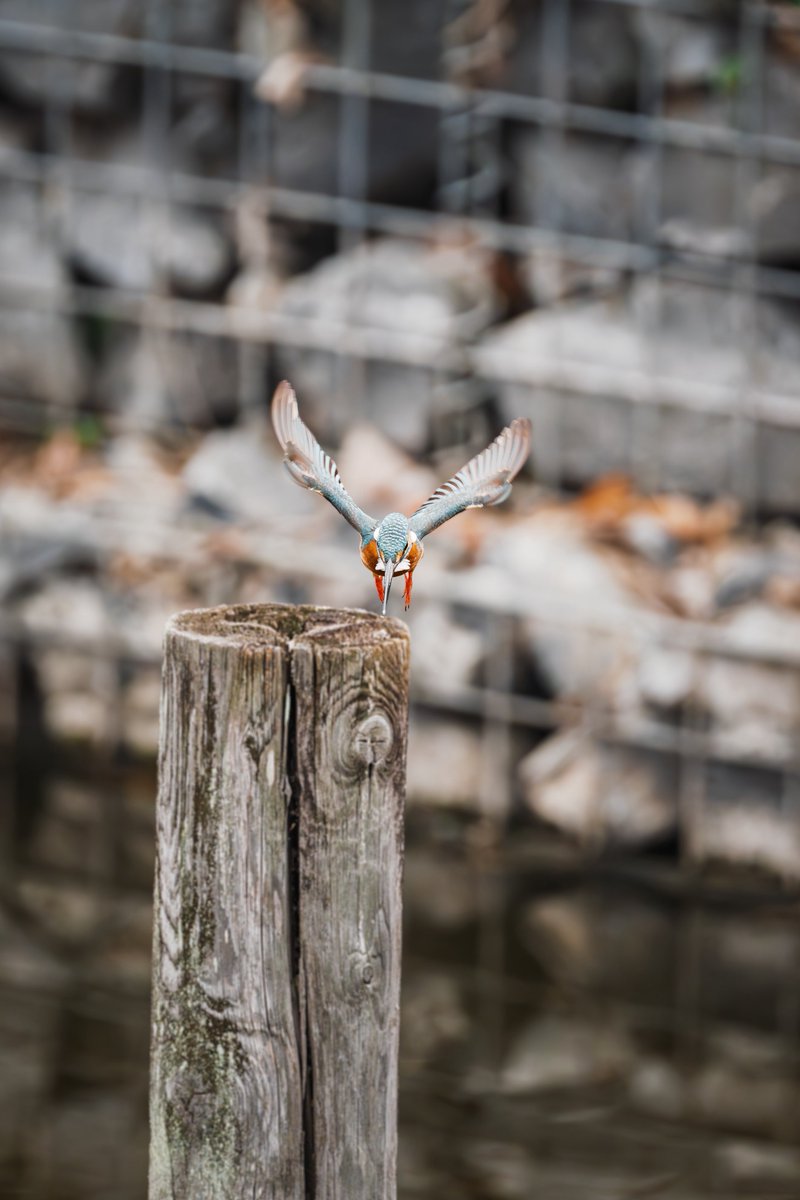 ミスログ tweet media