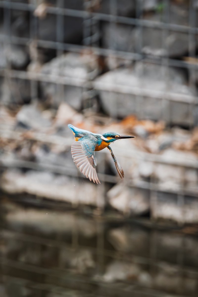 ミスログ tweet media