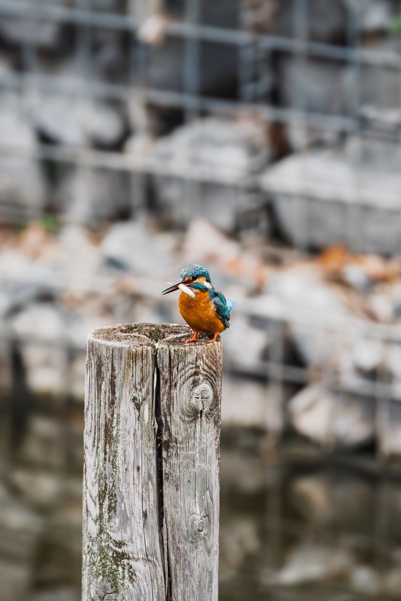 ミスログ tweet media