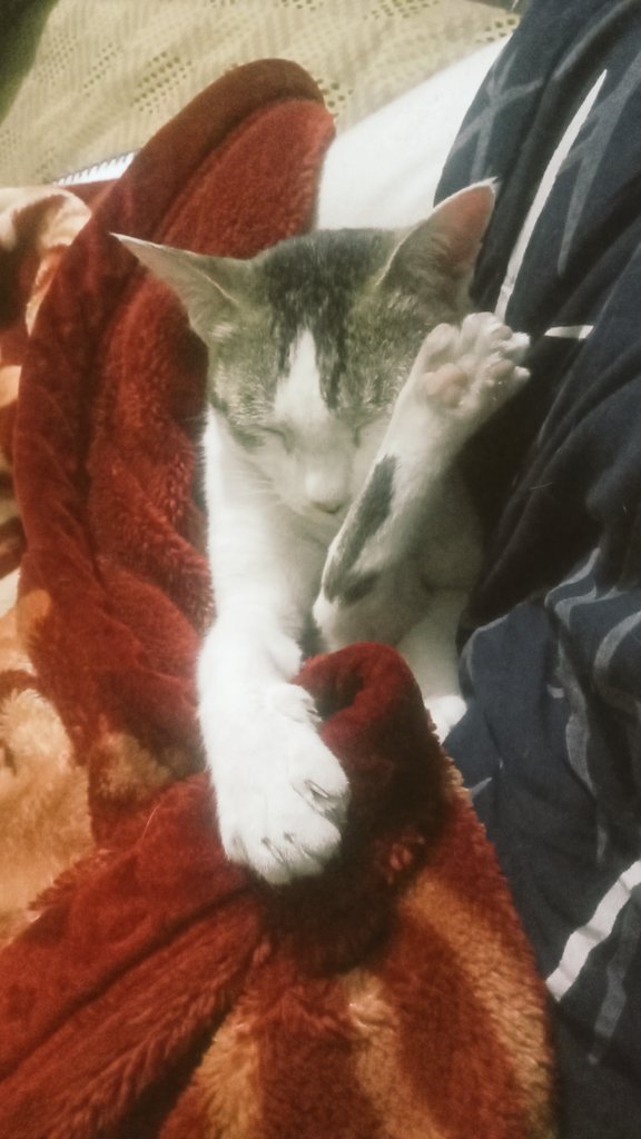 catsbeingcrazy's tweet photo. "Don't mind my posture....the nap demanded it"😼💤

#cats #TasacakBuDeniz #CatsOfTwitter #CatsOnX #sstvi #cattitude #FYP #FYOPplus #sleep #posture #catsbeingcrazy https://t.co/UipGKg6l7i