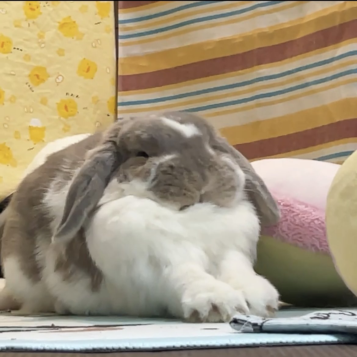 うさぎのココ tweet media