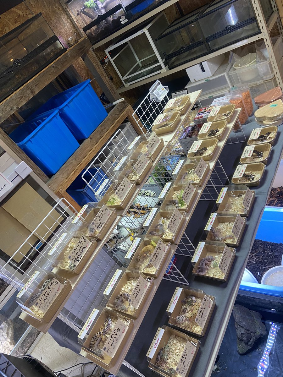 MOLTING BASE tweet media