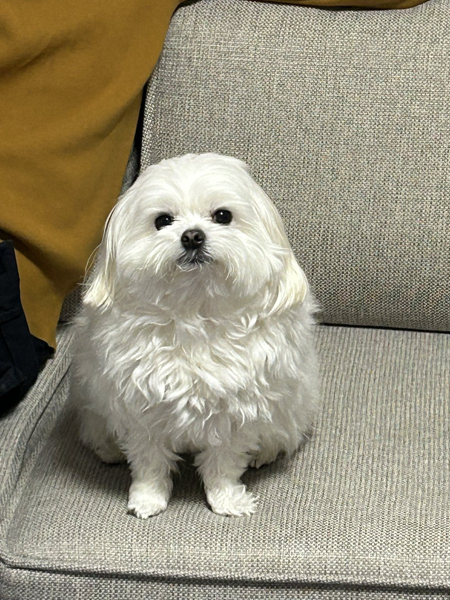 社会のストレスに効く犬 tweet media