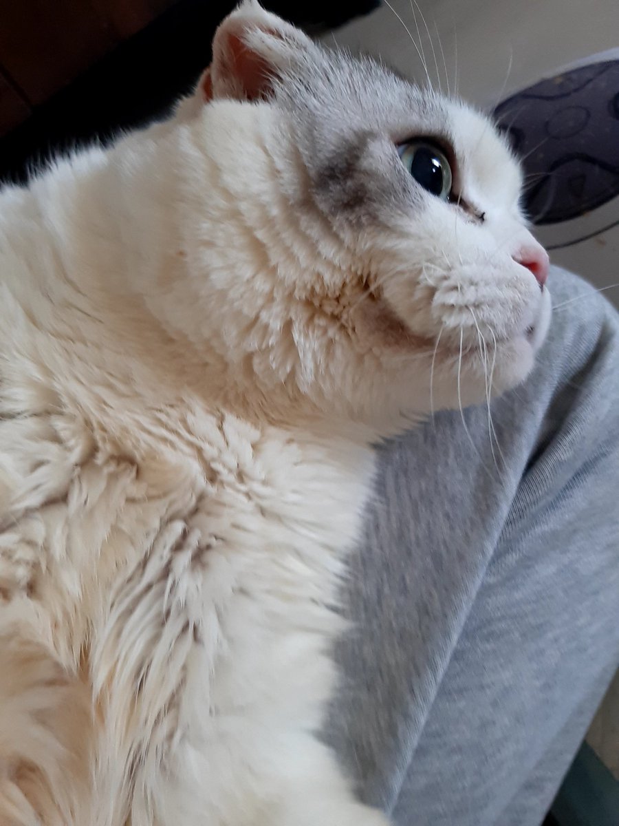 saburou1028's tweet photo. おはようございます、さぶろうです🐱

朝ご飯です🍙

今日も朝から快晴快便ですฅ•ω•ฅ💩

朝からスッキリして今日は1日またのんびりですかね🌞

今日はあったかくなるみたいでまた春っぽい感じですฅ•ω•ฅ🌞

#さぶろう #猫 #拘束型心筋症 #闘病中 #スコティッシュフォールド #猫のいる暮らし https://t.co/3cy9nlXOgq
